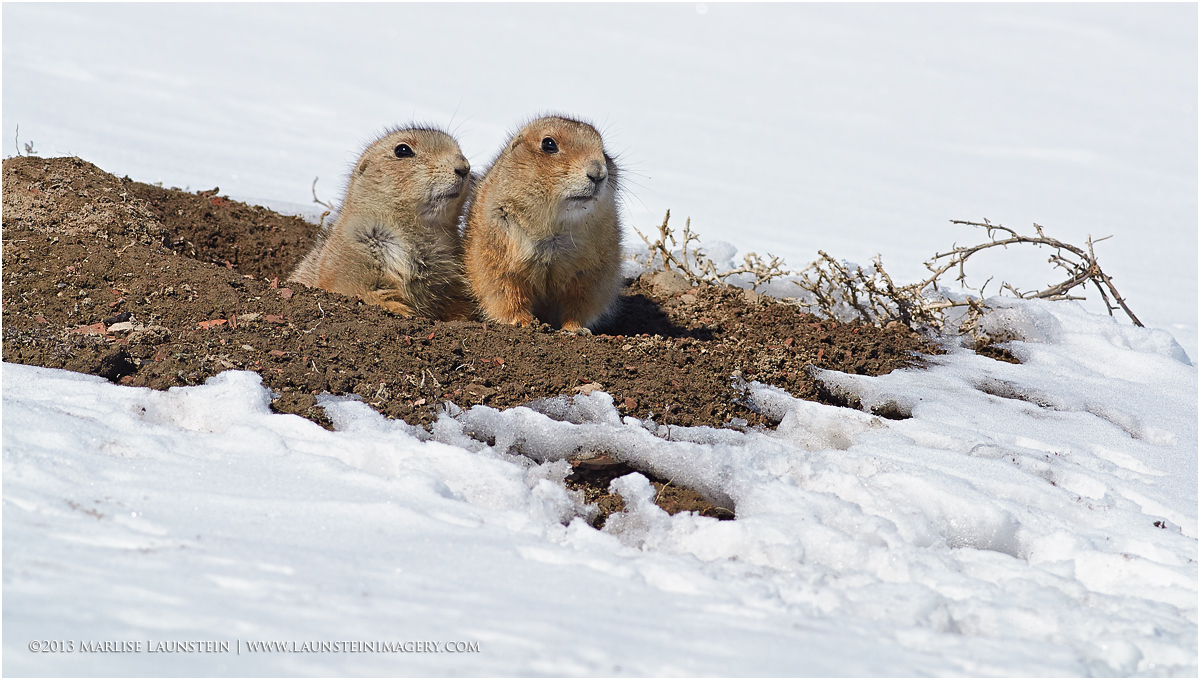 Prairie Buddies