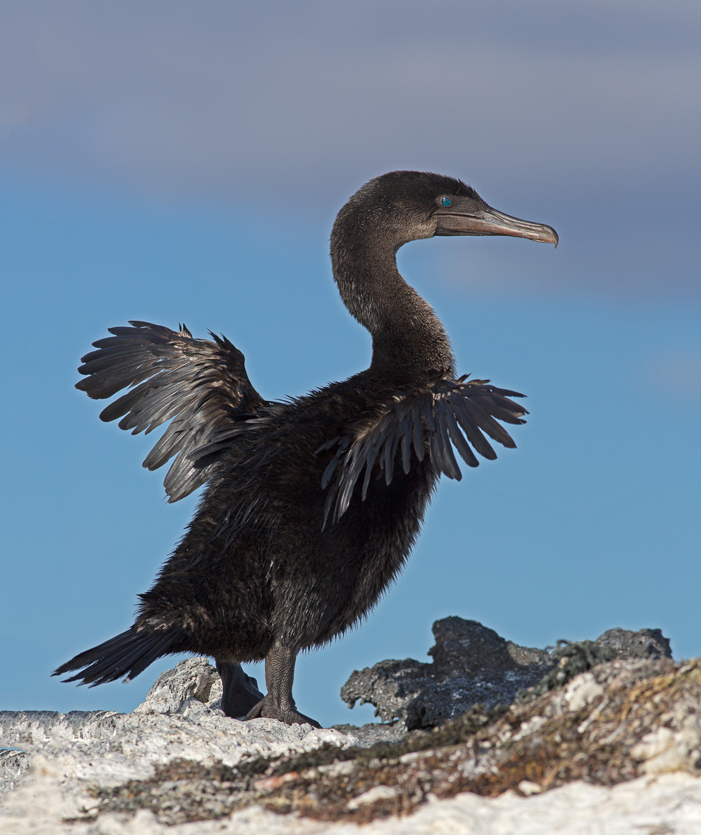 Flightless Cormorant