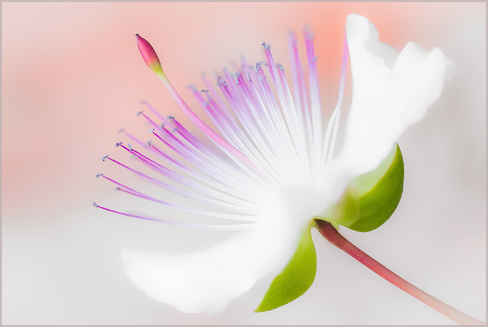 A soft caper flower
