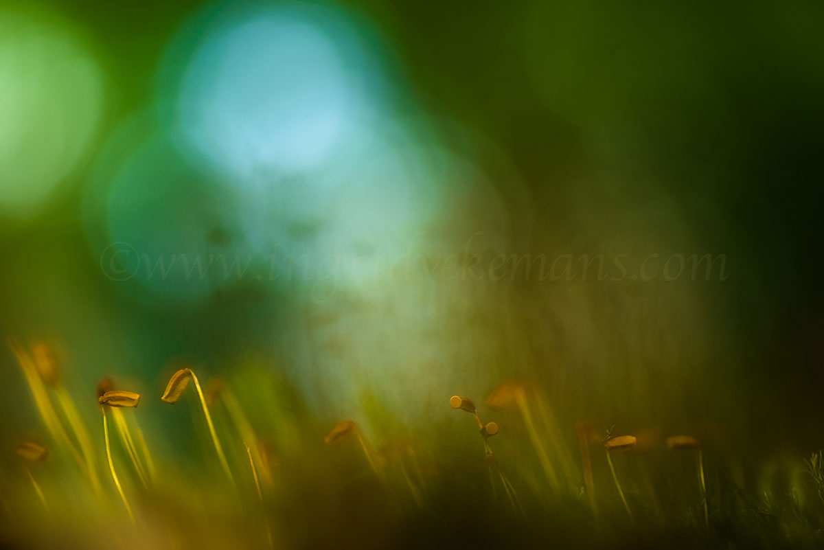 Moss Party