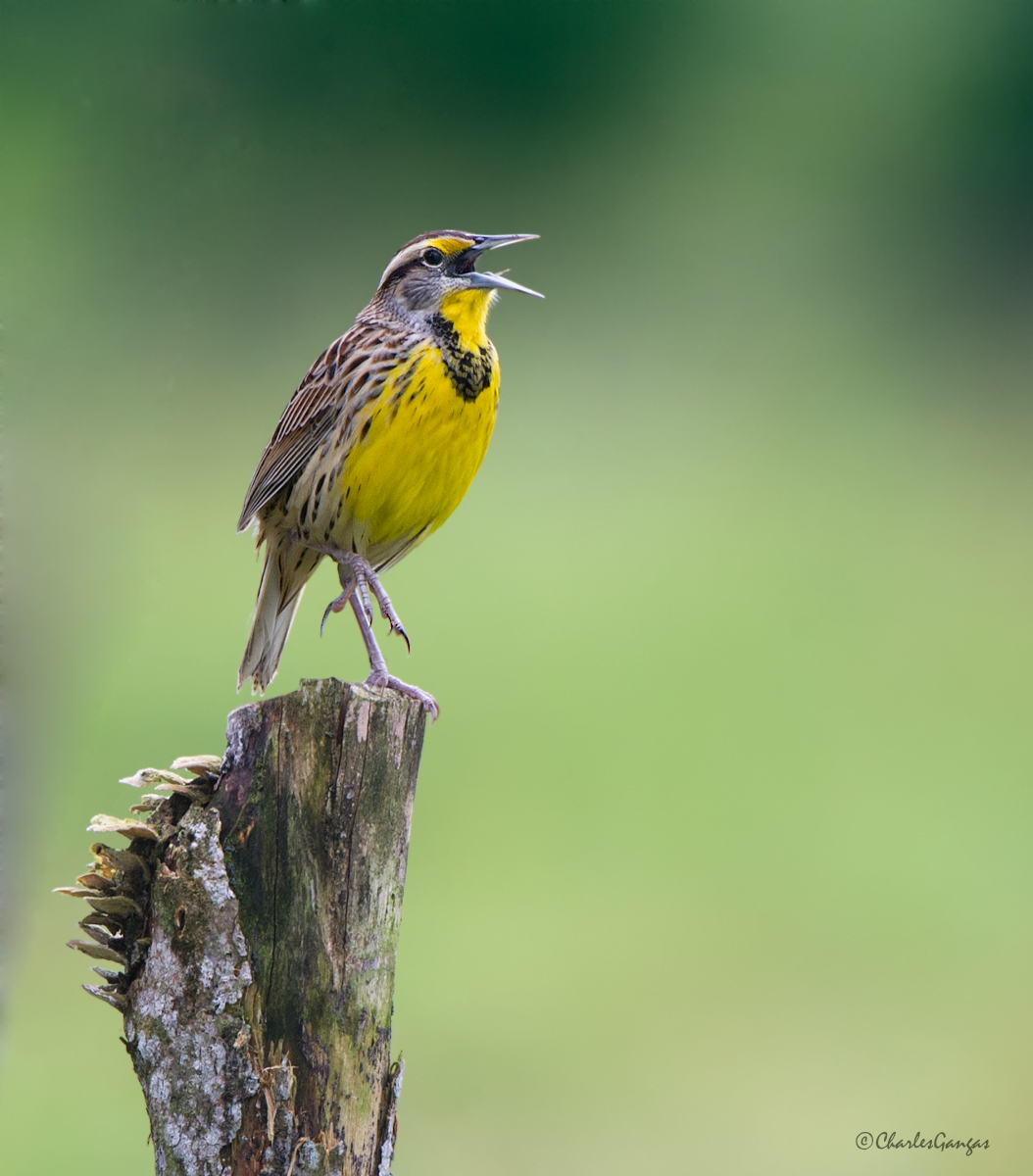 Eastern Meadowlark