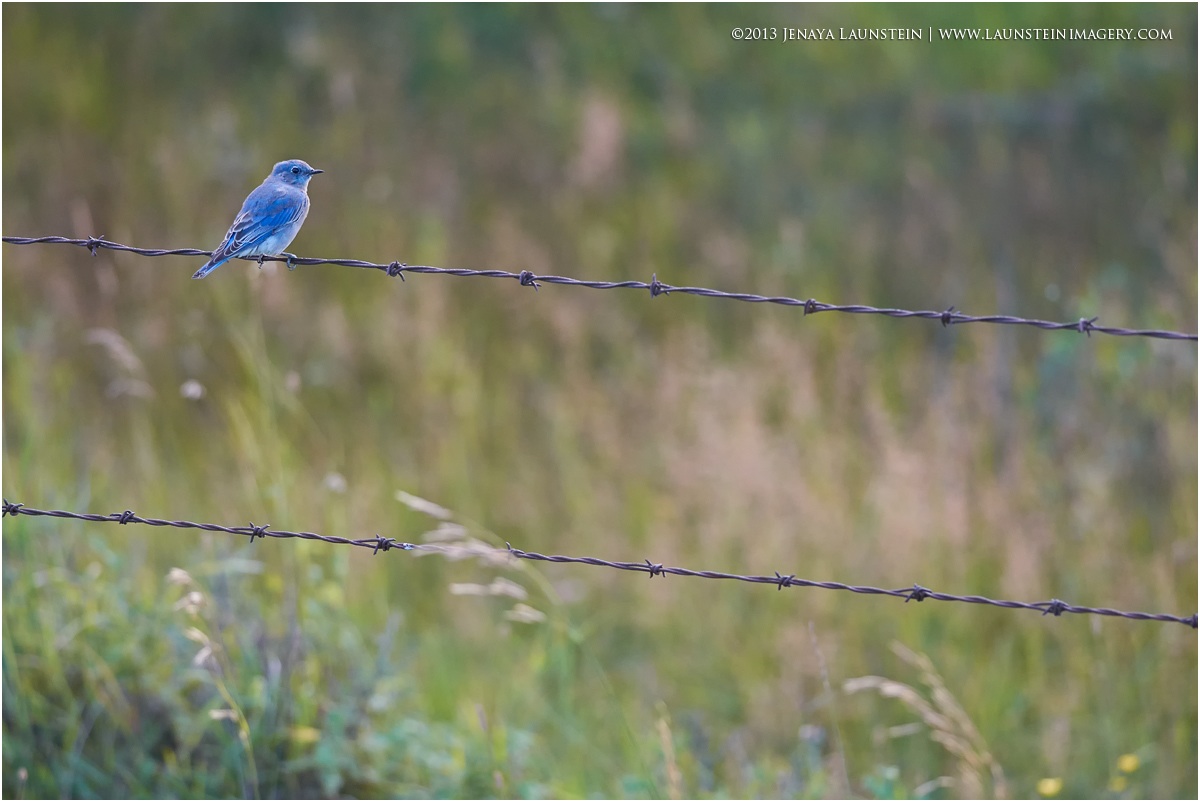A Spot of Blue
