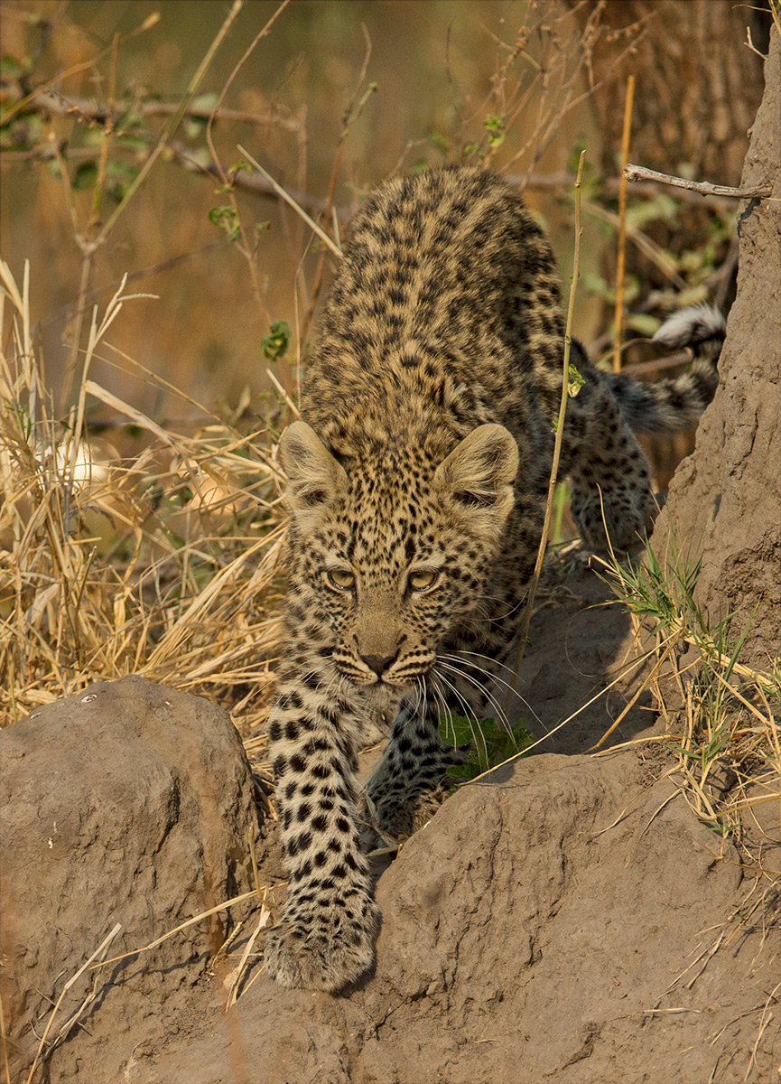 Leopard Cub
