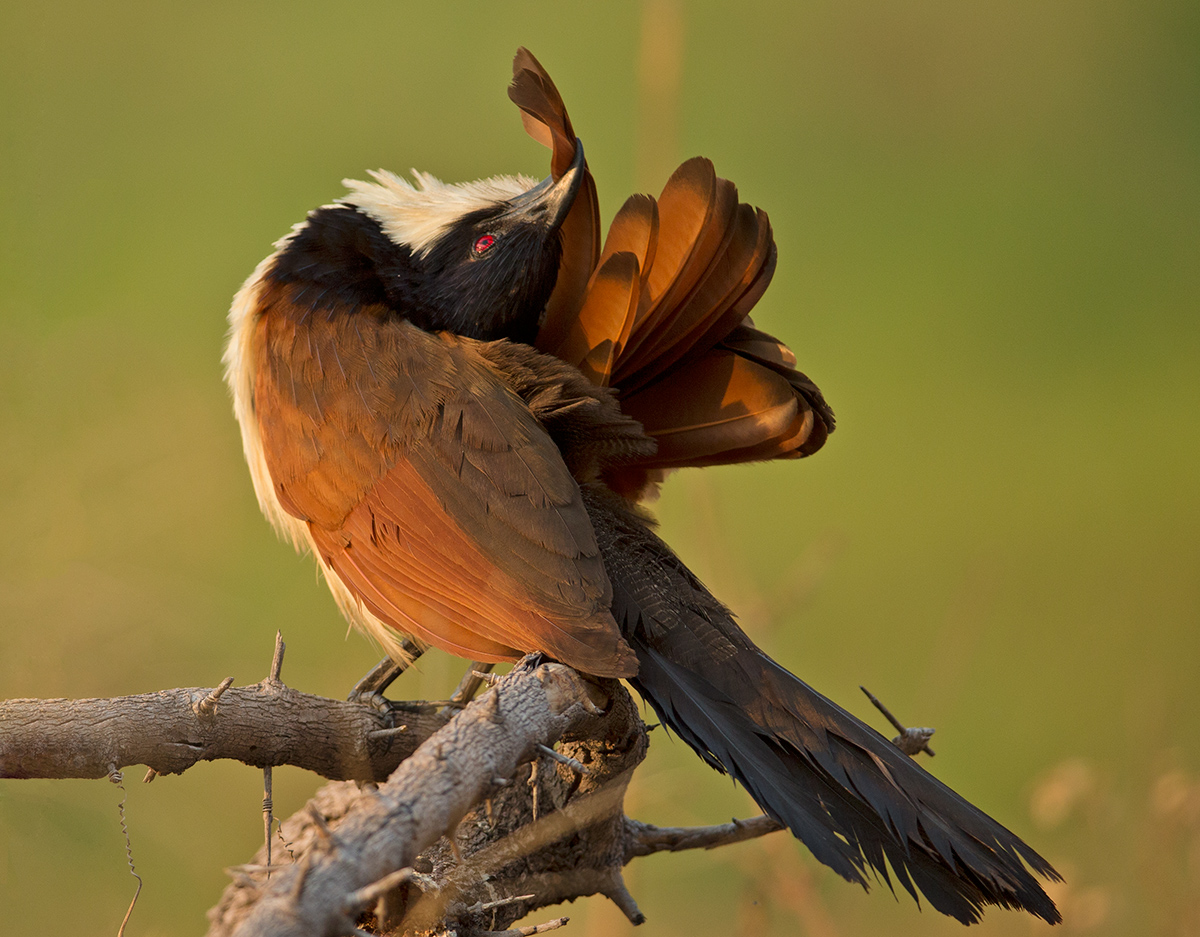 Preening