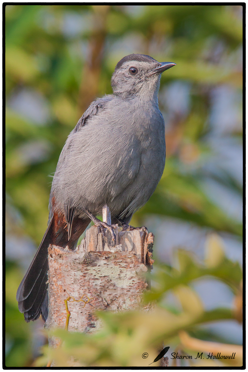 Catbird