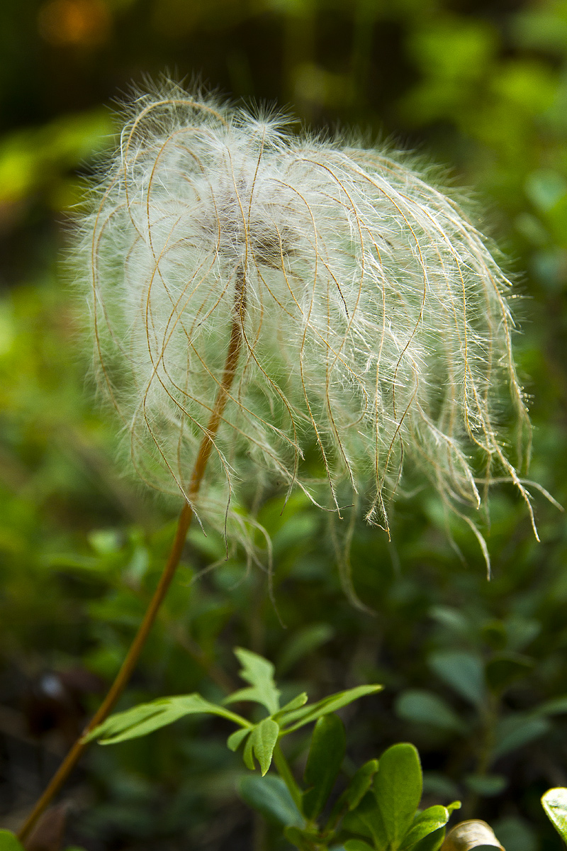 Prairie Smoke?