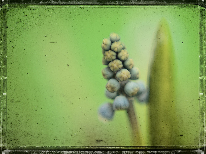 Forgotten Spring