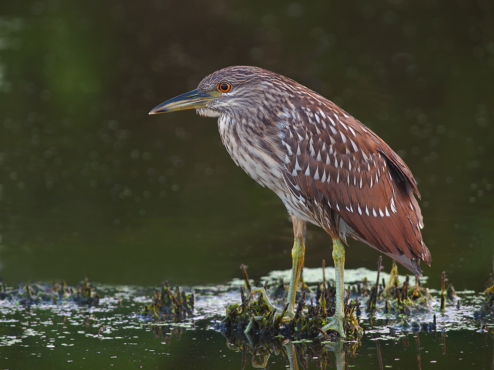 BCNH Juvenile