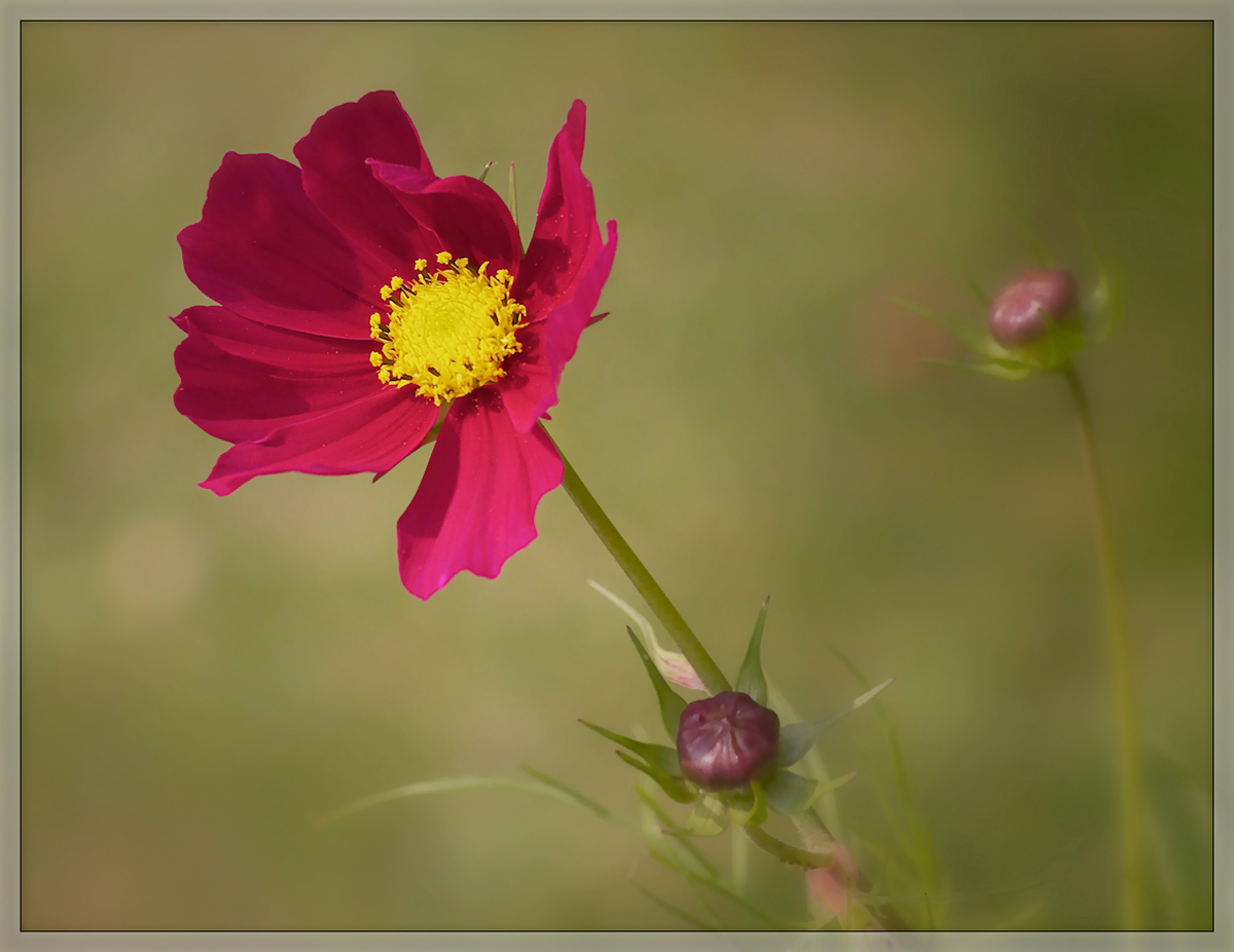 Red Cosmos