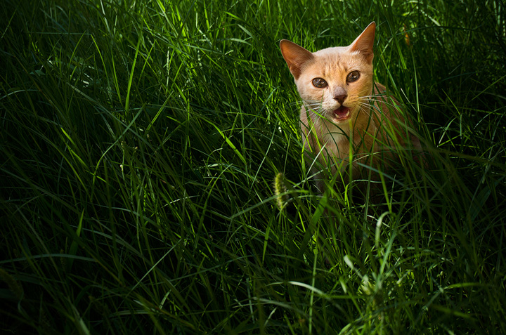 A little Cat