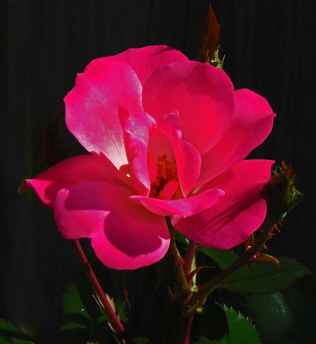 Rose revisited