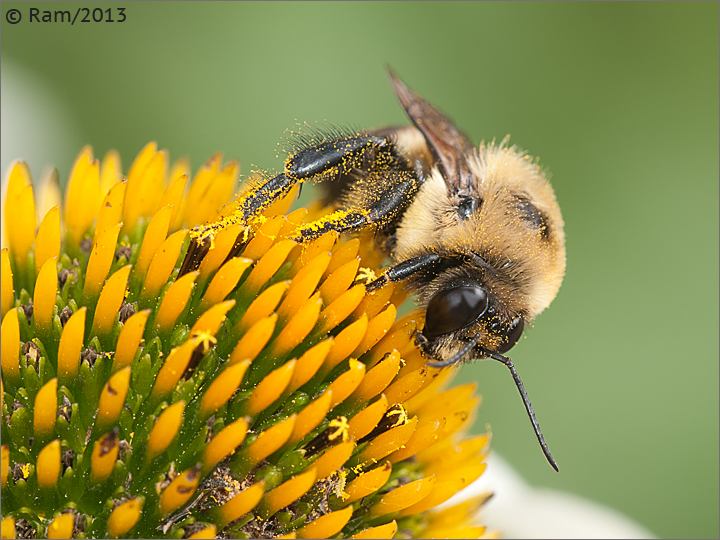 Bee on Coneflower