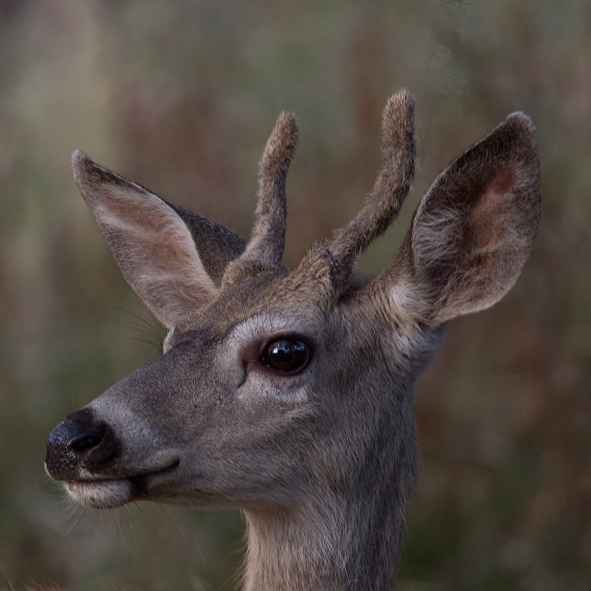 Close-up