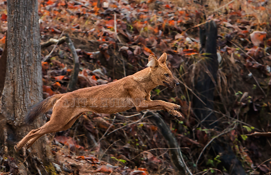Wild dog leaping