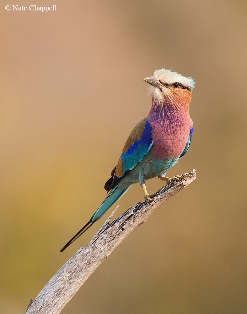 Lilac-breasted Roller