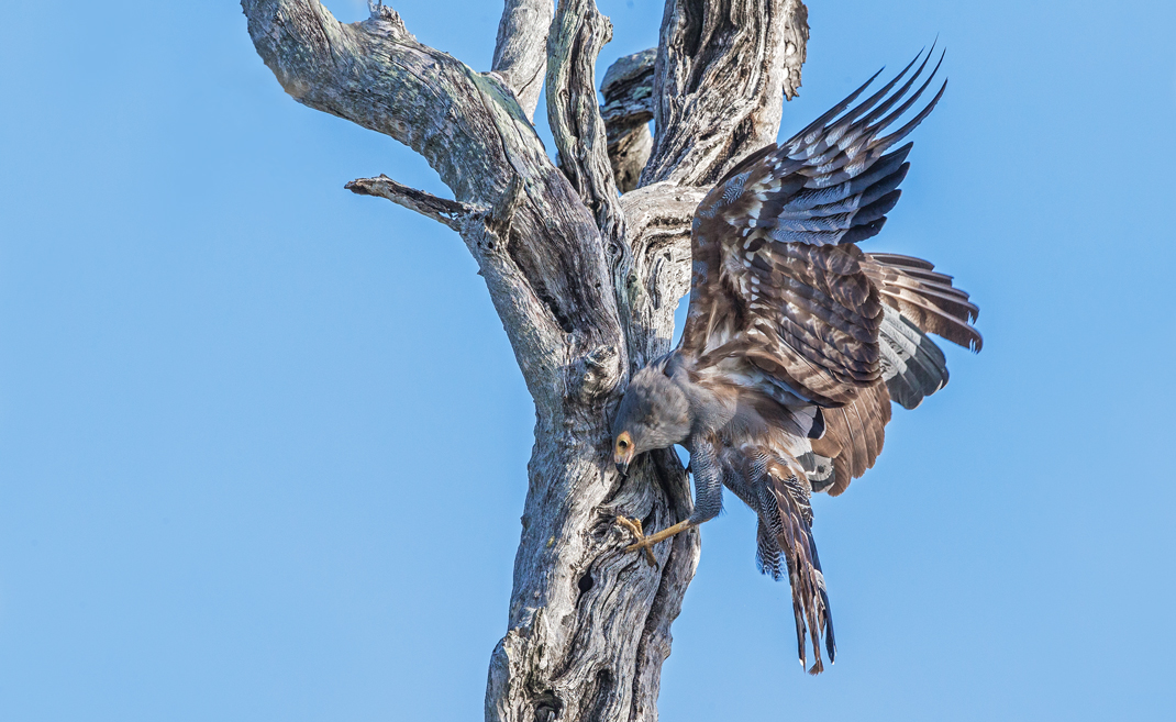 Harrier Hawk