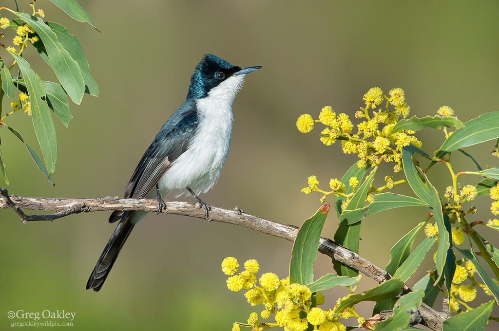 Restless Flycatcher