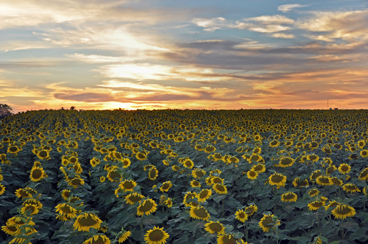Sunflowers at Sunset