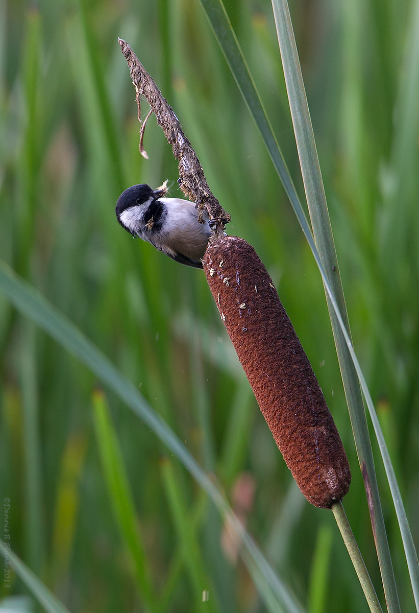 Black Capped Chickadee