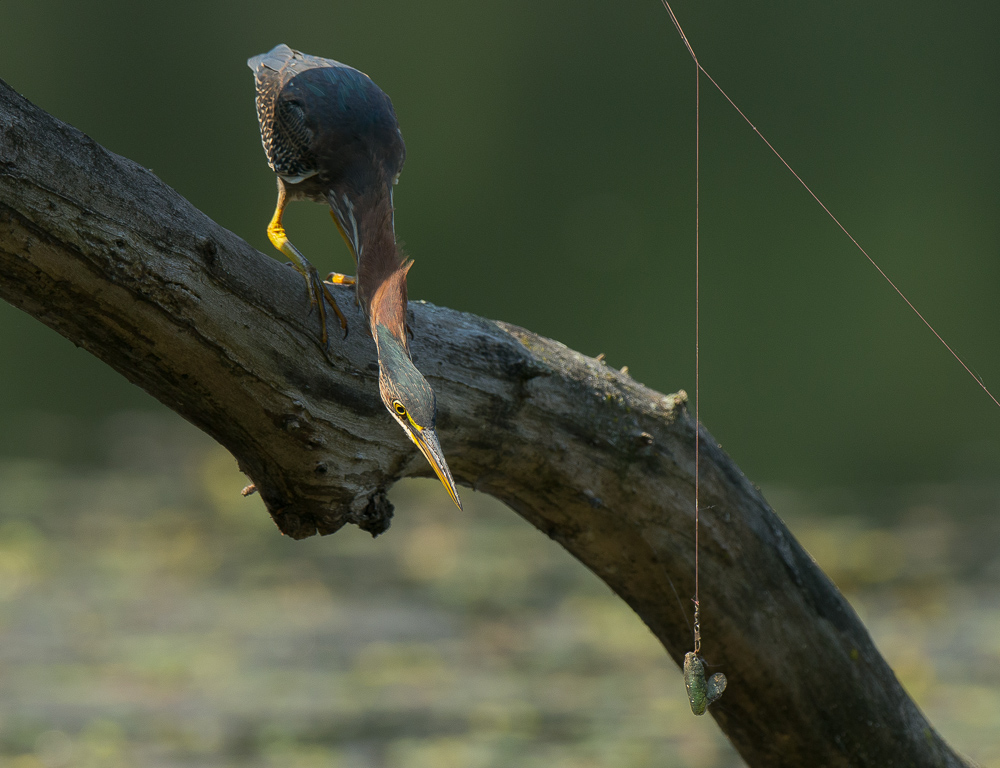 Green Heron Curiosity