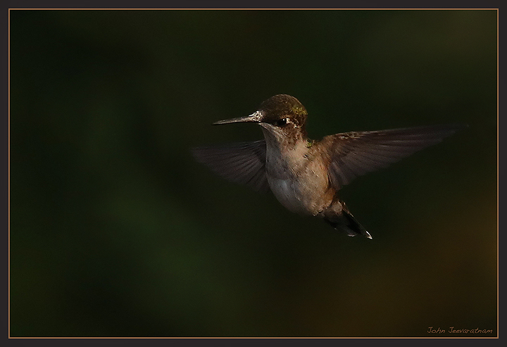 Hummingbird