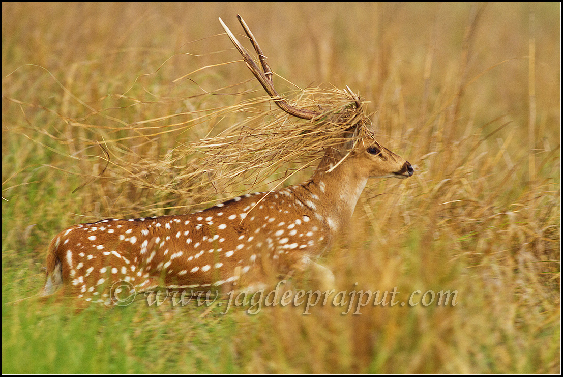 Hunting for a bride