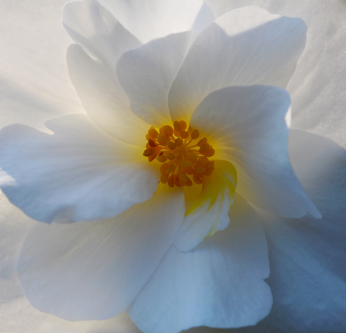 Back lit  Begonia