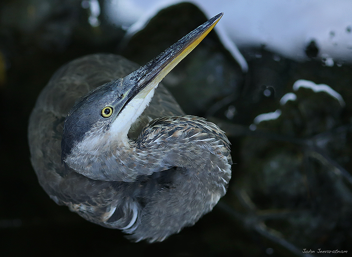 Great Blue Heron