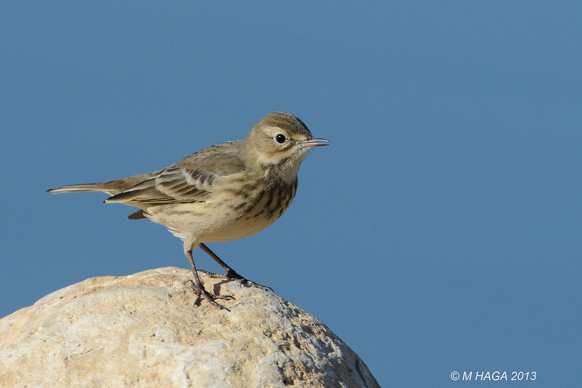 American Pipit