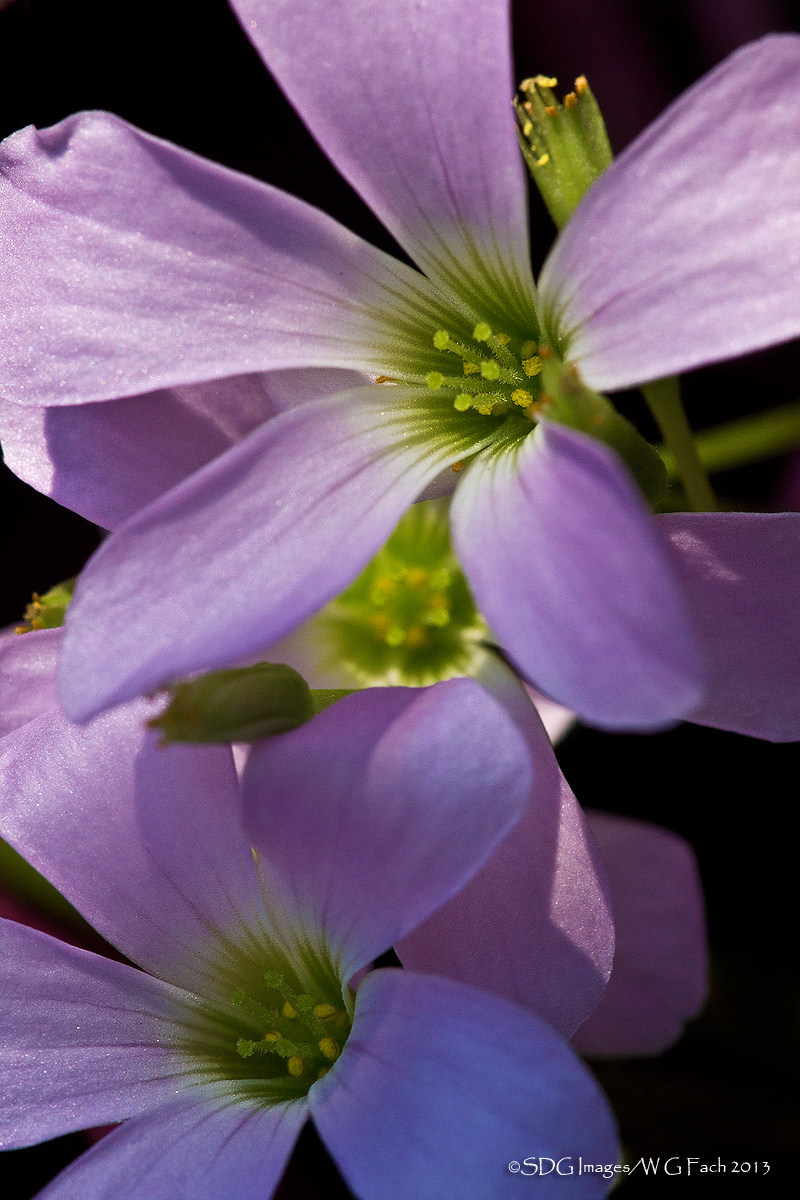 Purple Shamrock
