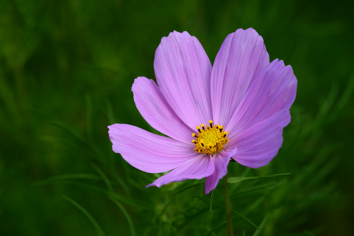   My  last Cosmos