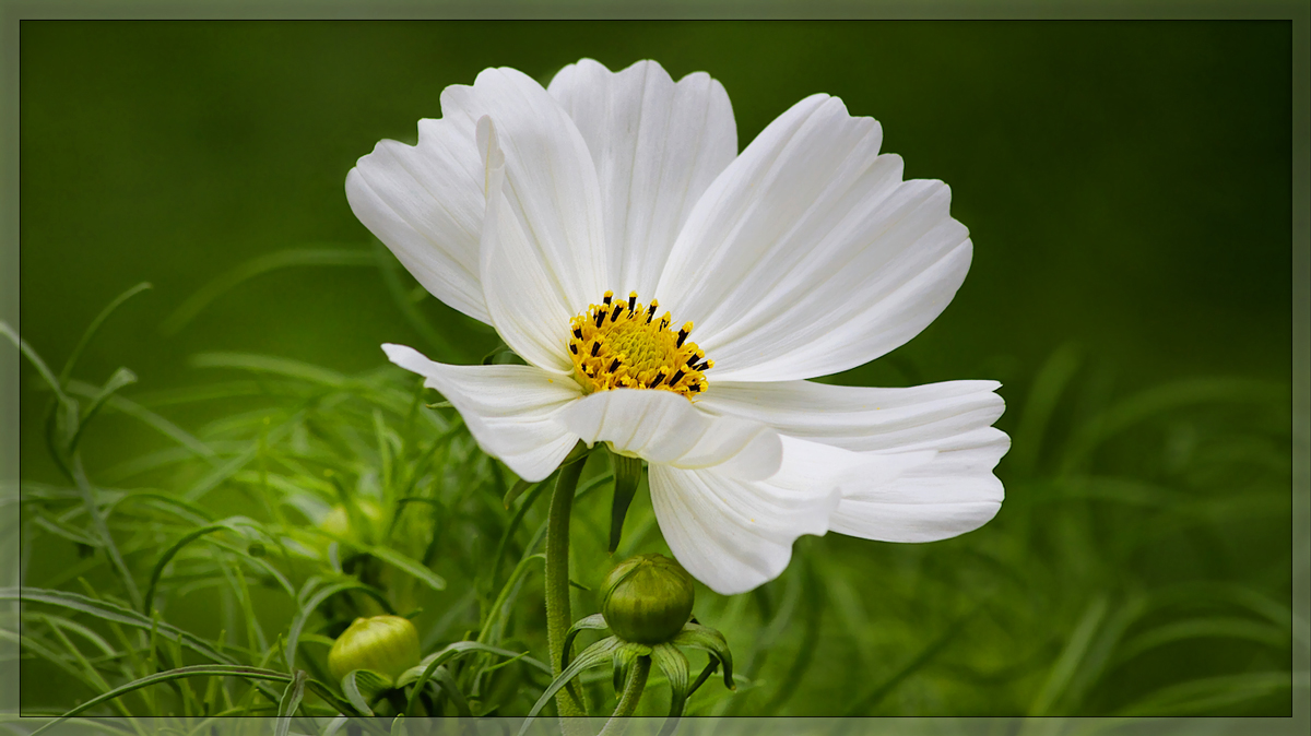 White Cosmos #3