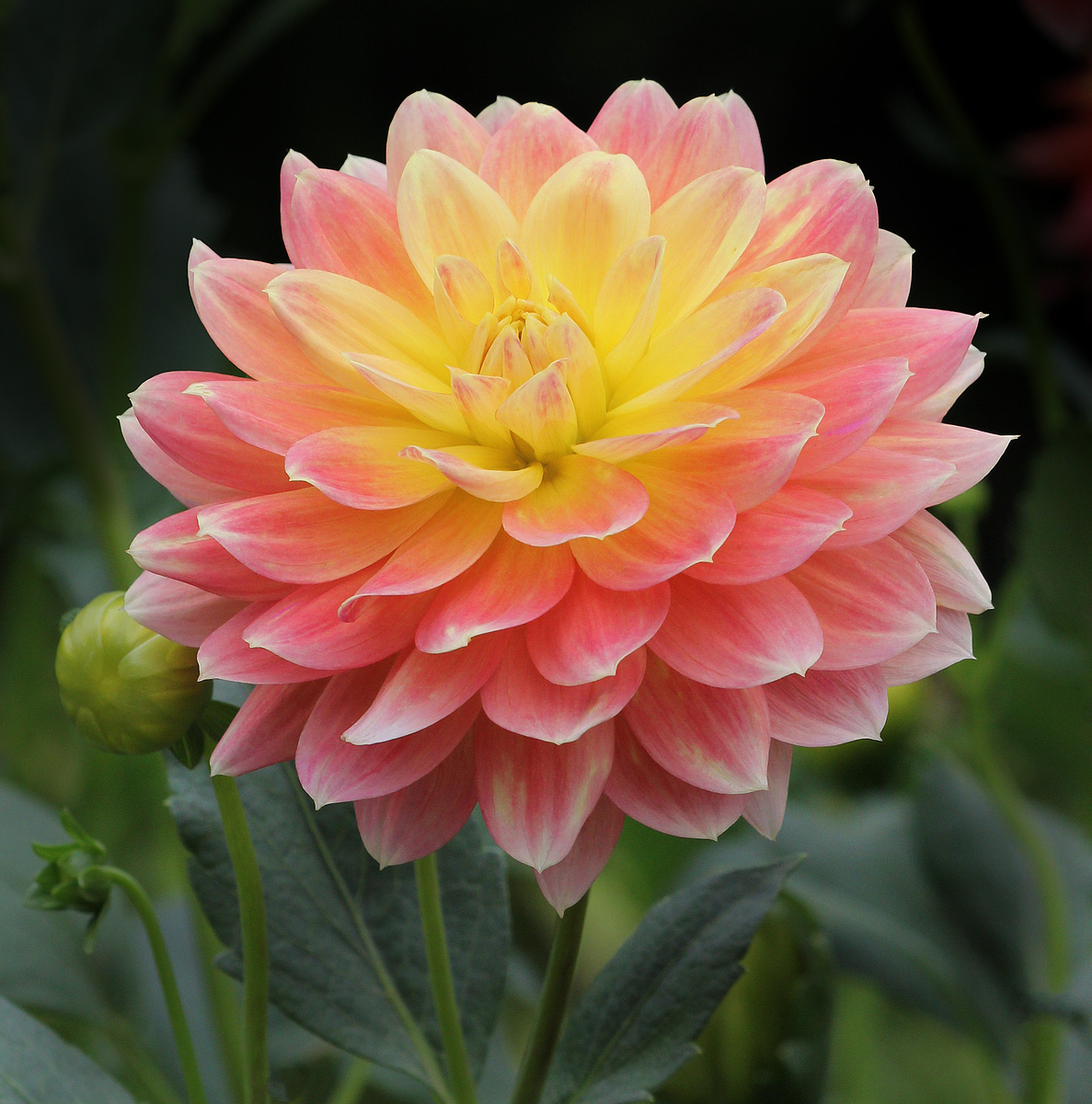 Summer Flower