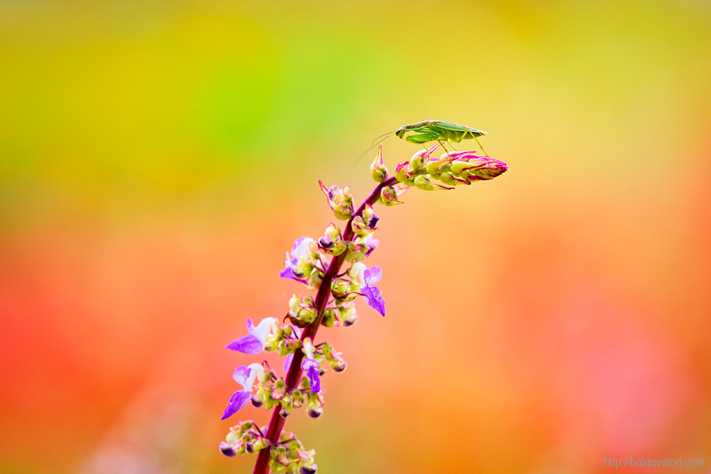 Macro In Paradise