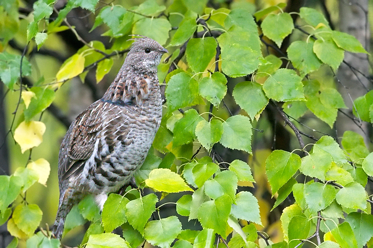 Ruffed Grouse