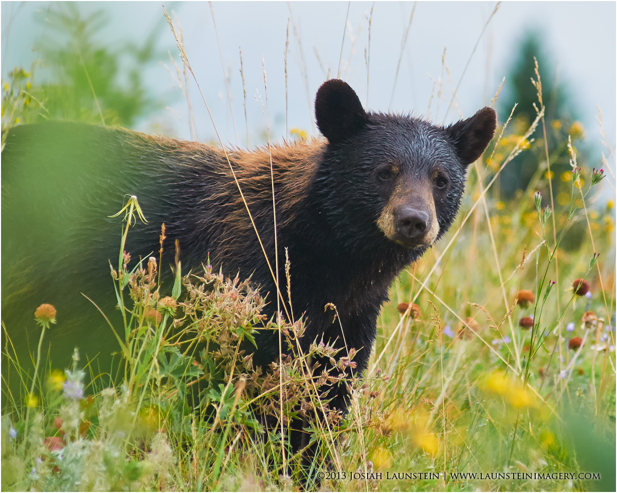 Wet Bear