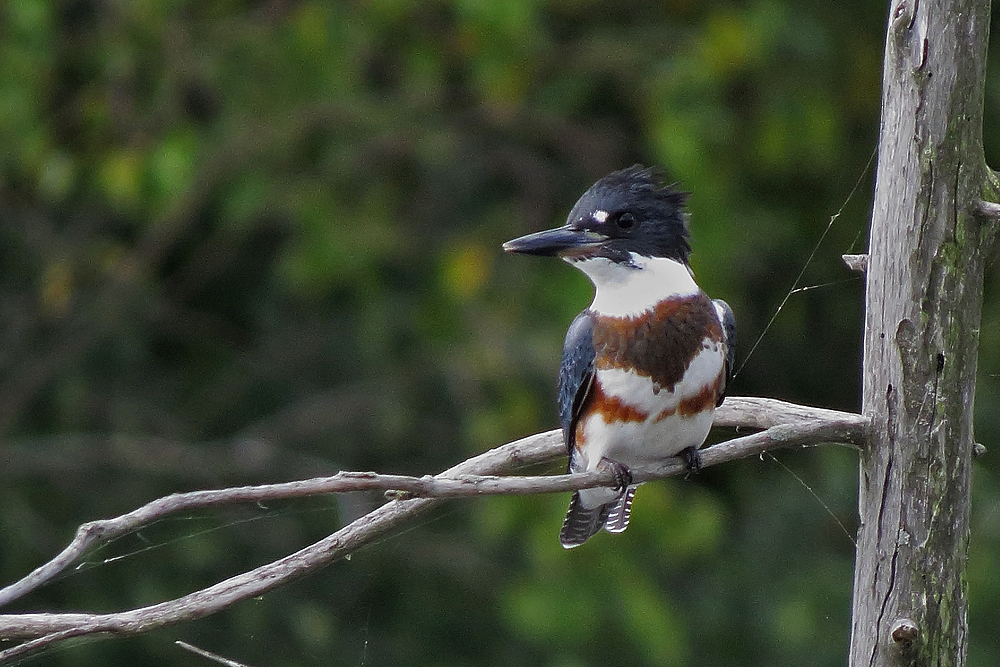 Kingfisher