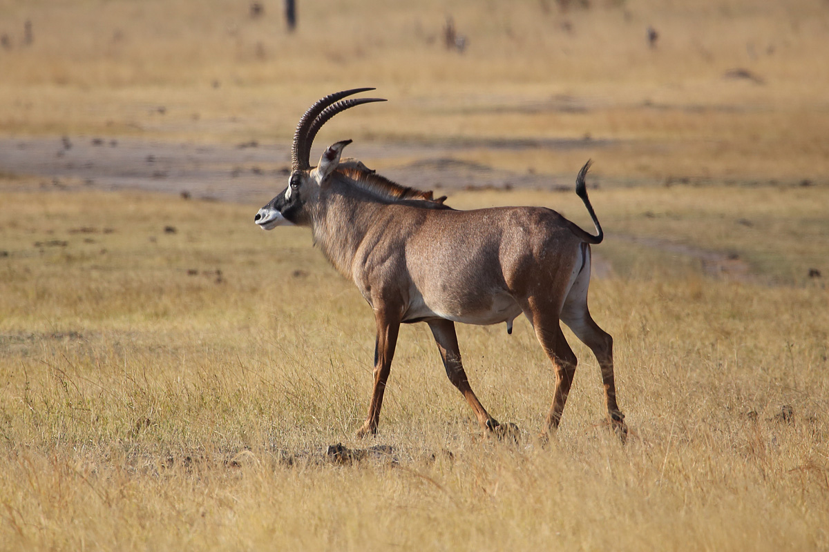 Roan Antelope