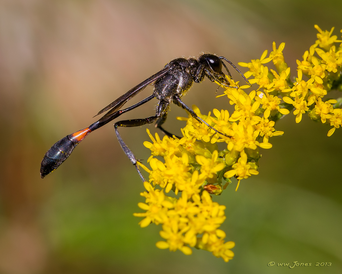 Thread-wasted Wasp
