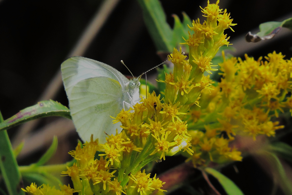 White butterfly