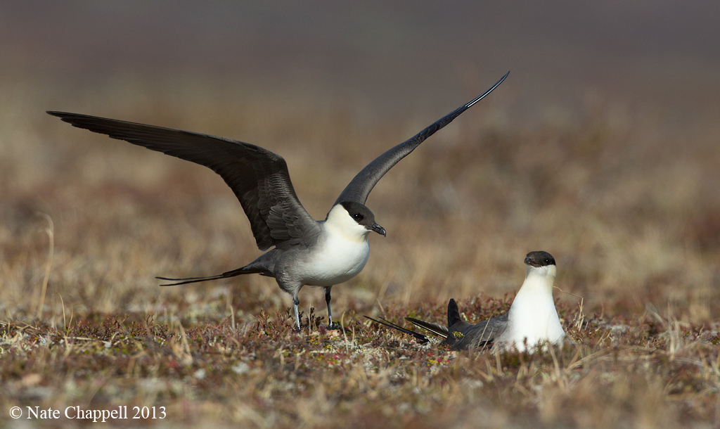 Long-tailed Jaegers