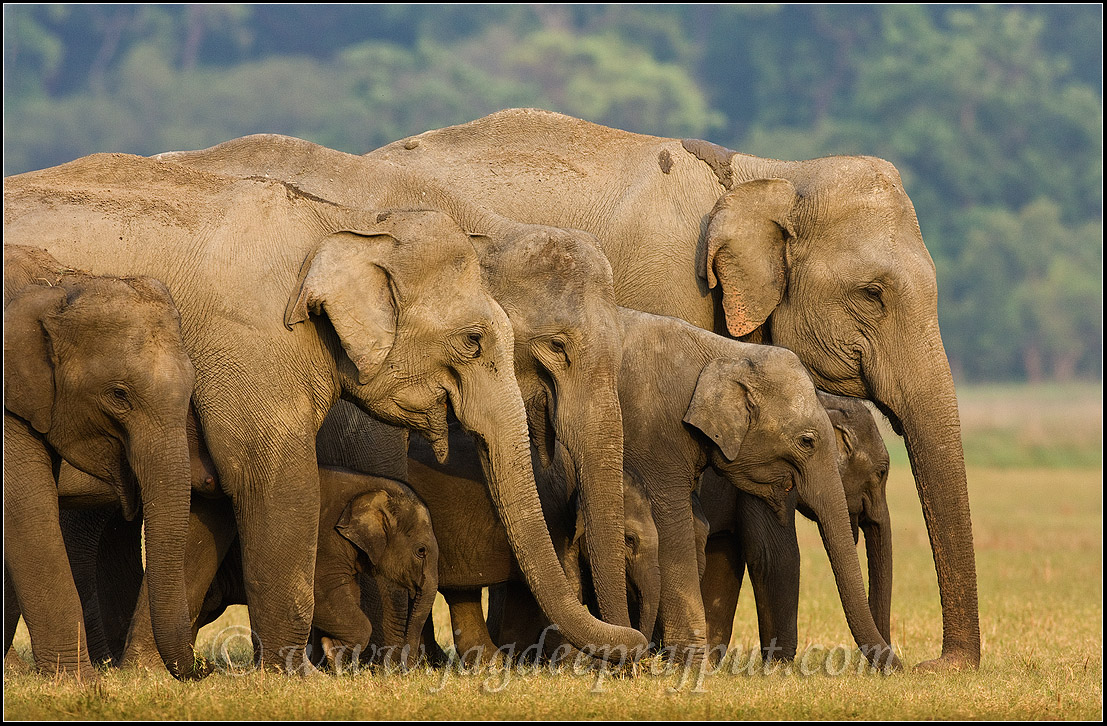 Elephant formation