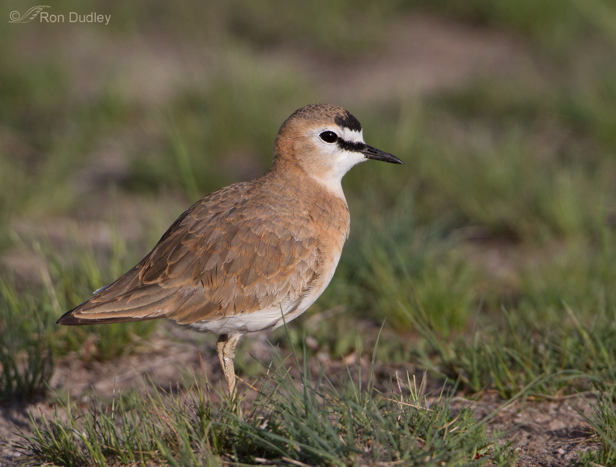 Mountain Plover