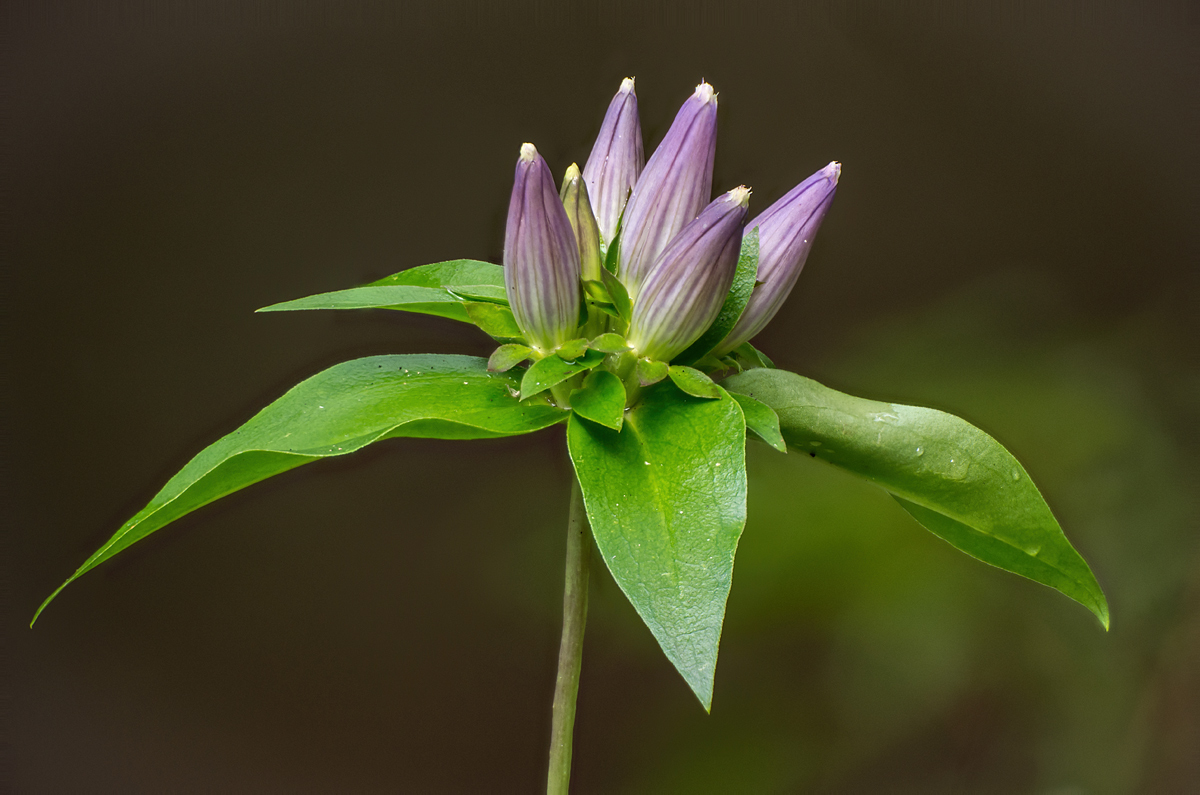 Bottle Gentian