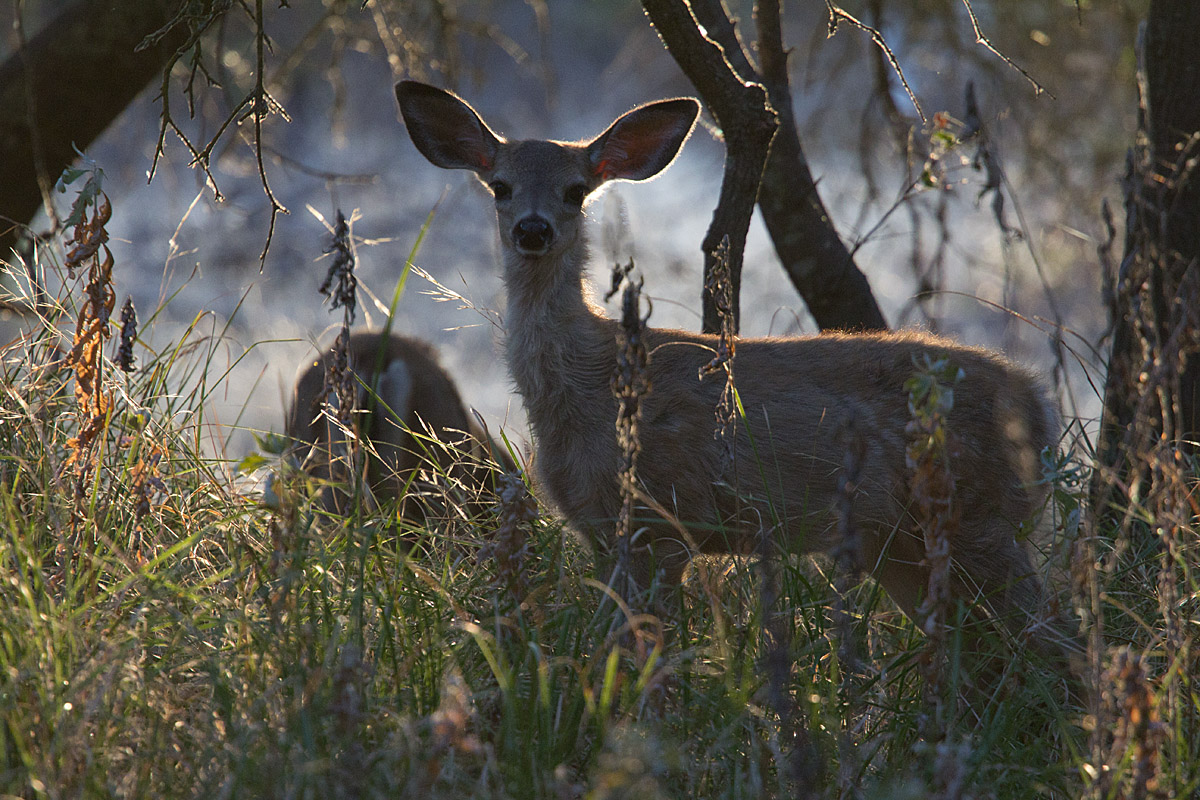 Morning Backlight