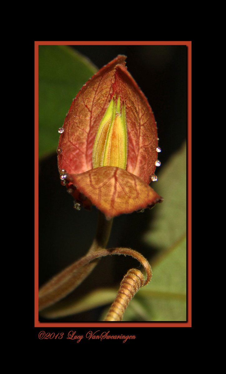 Passionflower Bud