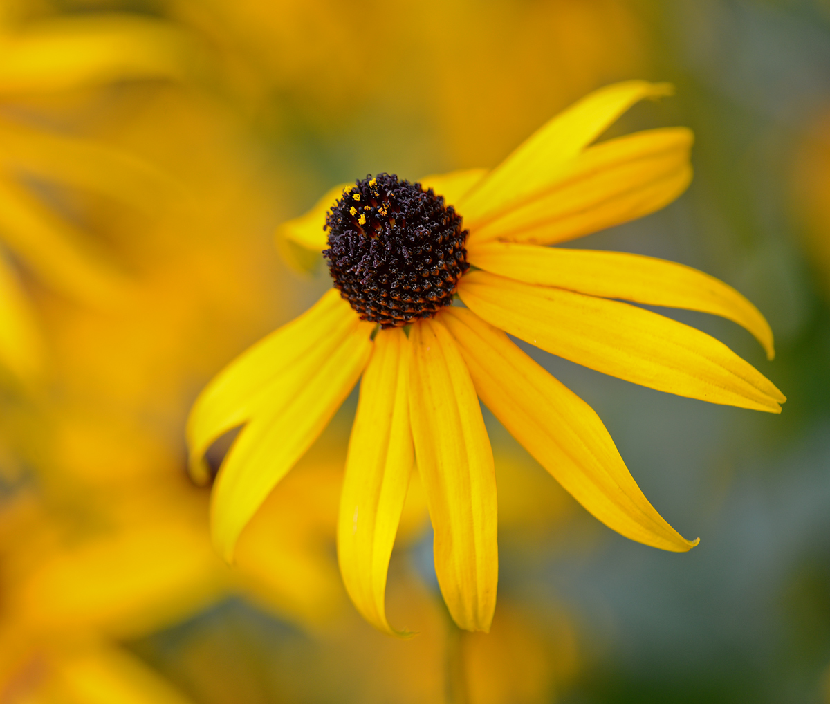 Rudbeckia  hirta