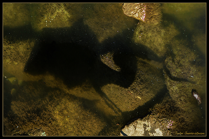 Shadow hunter