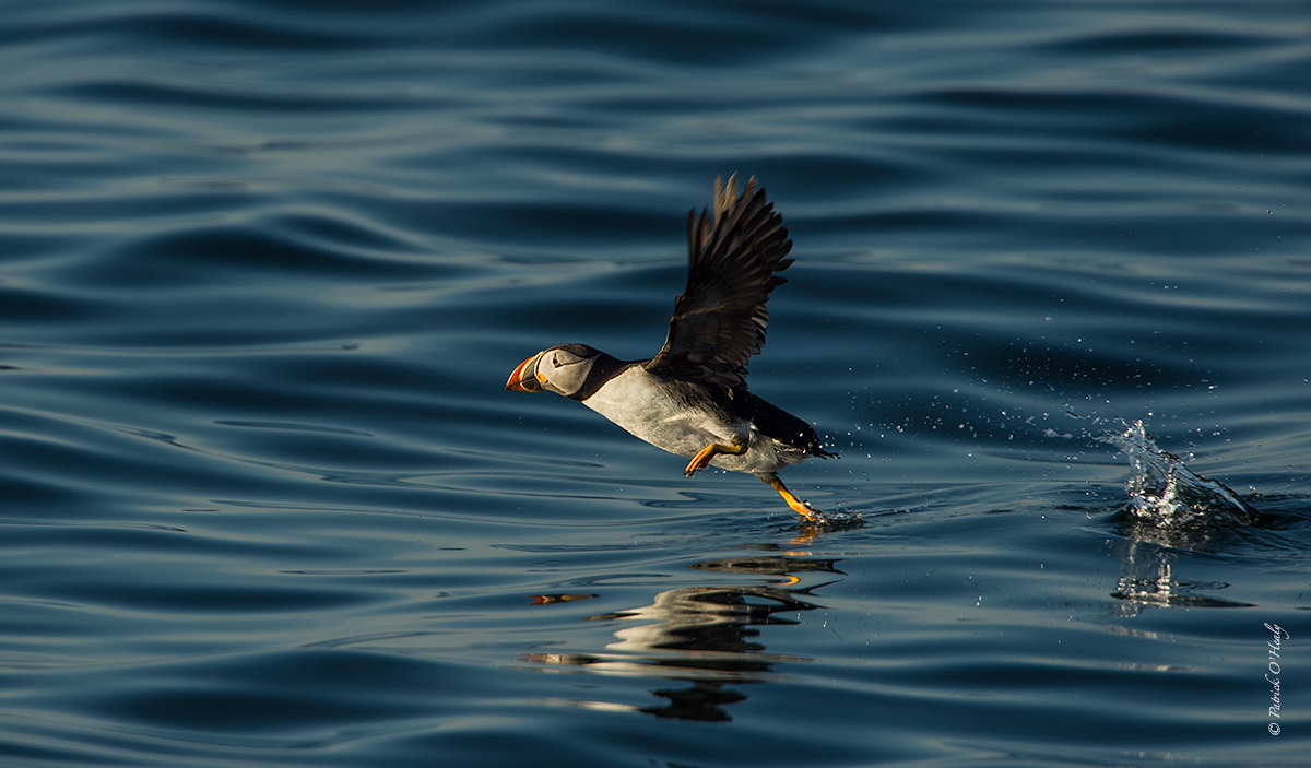 Puffin Takeoff 2