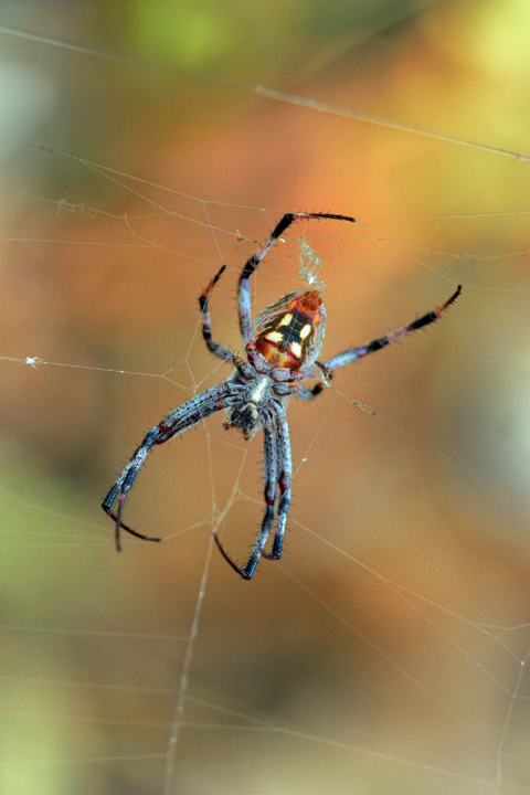 Spider